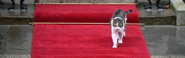 MAČAK LARI OBELEŽAVA JUBILEJ - 15 GODINA U REZIDENCIJI BRITANSKOG PREMIJERA! Dočekao je i ispratio brojne šefove vlade, tu je po specijalnom zadatku! (VIDEO)