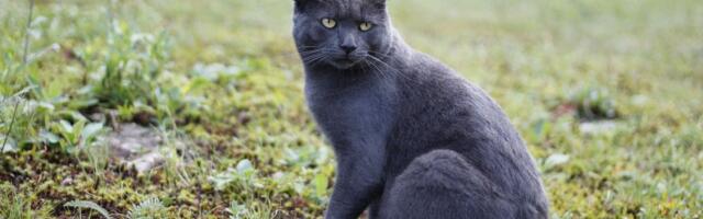 Upoznajte Crnjanskog, mačku koja već godinama živi u dvorištu srednje škole u Kikindi