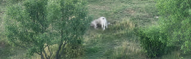 STRAVIČNA SCENA KOD NOVOG PAZARA: Psi lutalice upali u tor i zaklali jagnje, meštani strahuju za decu (FOTO)