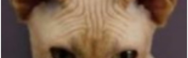 Devojka dala anesteziju svojoj mački, svi je osuđuju zbog onoga šta je uradila