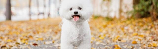 10 rasa pasa sa najkraćim životnim vekom: Često ne dožive ni 5. godinu (FOTO)