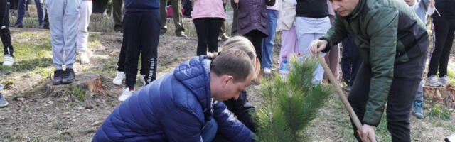 Авала добила саднице црног бора