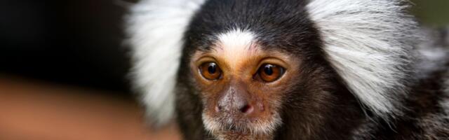 Misterija rešena! Šta je zapravo "šumadijski jajopizd" i zašto je ILEGALAN?