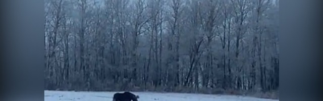 Los juri i ne stiže kuče: Lovci uhvatili redak prizor (VIDEO)