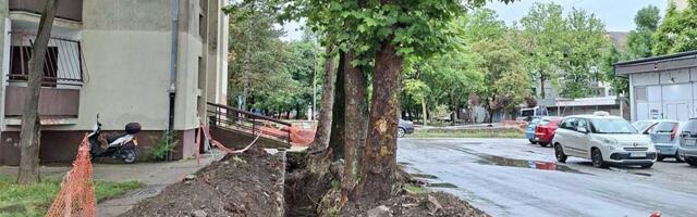 Odbornica Velemir pita gradsku vlast: Da li zaista toliko mrzite drveće?