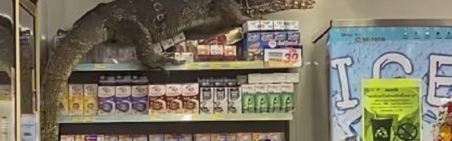 Ono što je ušlo u prodavnici ne bi ste voleli da vidite ni iz daleka! Ljudi u panici izleteli napolje