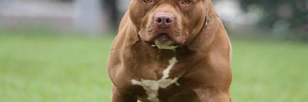 NEVEROVATNO: Pitbul koji je istreniran da čuva decu