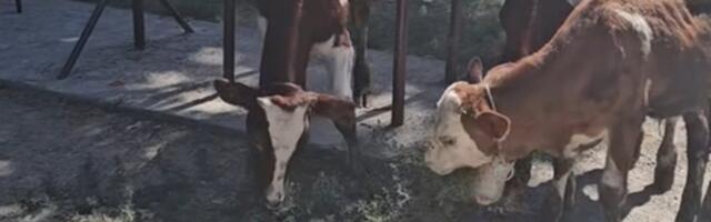 Nesvakidašnji prizor na ulicama Zemuna (VIDEO)