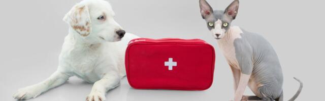 Prepoznajte hitan slučaj kod kućnog ljubimca: Kratak vodič za alarmantne simptome i pomoć pre veterinara