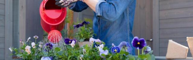 Jedna greška u zalivanju biljaka ih uništava: Evo kada tačno treba to da radite