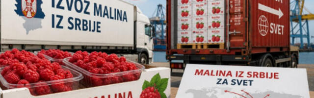 "Potražnja ogromna - ponuda nikakva" Srpski malinari očekivali bolju cenu za "crveno zlato"