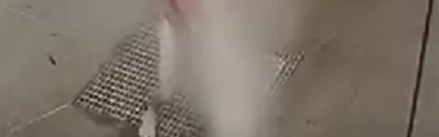Uleteo u perionicu i suočio se sa šmrkom! (VIDEO)