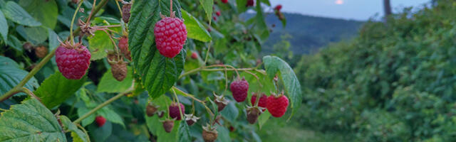 Rod i cena malin još uvek neizvesni