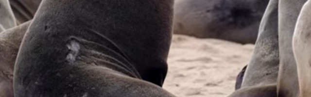 Pronađeno 7.000 uginulih foka na obali poluostrva Pelikan Point