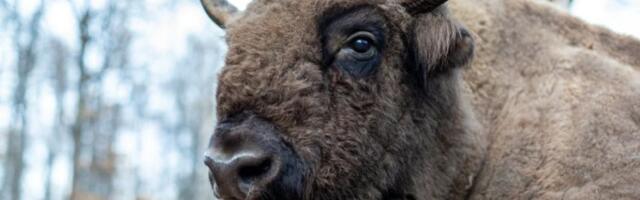 Odbegli bizon sa Fruške gore završio svoju avanturu: Tajfun vraćen kući