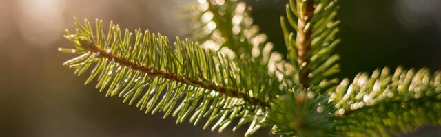 VREME DANAS: Tokom dana sunčano, uveče kiša