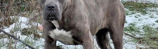 Kane korso ne mrda s mesta gde je izbačen: Uplašena ženka se smrzava i verno čeka nevernog vlasnika