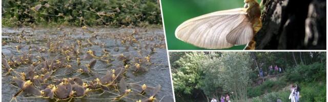 SVATOVI SPREMNI ZA SVADBENI PLES TISKOG CVETA: Reka tek ulazi u najlepšu fazu cvetanja (FOTO)