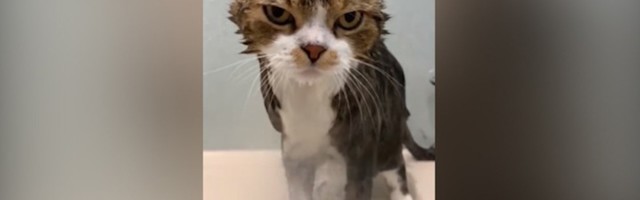 Kupaju macu, ona "izneverovala" (VIDEO)
