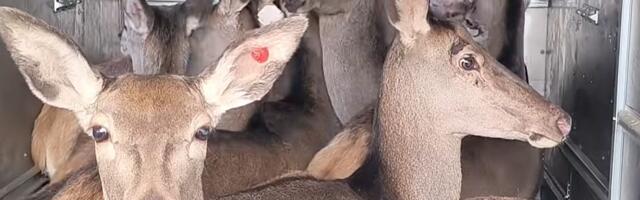 VIDEO: "Vojvodinašume" izvezle 20 jelena u lovište u Republici Srpskoj, planirano još 30 jedinki