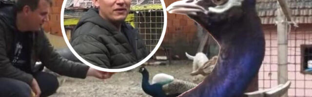 MILOŠ IZ OKOLINE BOGATIĆA JEO KAJGANU OD 300 EVRA I PLAKAO: "Majka mi razlupala jaja, nije znala da..."