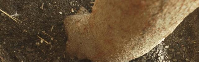 On je džinovski i sviđa se mnogim ženama: Gužva kod Doma kulture u Čačku, svi bi da vide najvećeg na Balkanu