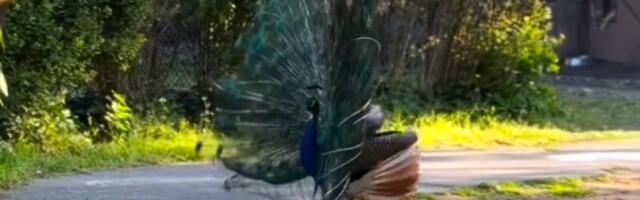 Spektakl u zoovrtu: Prelepo, živo i prirodno (VIDEO)