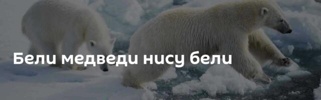 Бели медведи нису бели