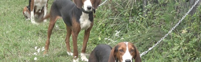 Српски аутохтони пси одушевили чак и Џорџа Буша, а пратиоци су ловцима и широм света