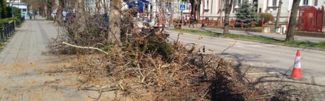 SEČA GRANA U POŽAREVCU: Preventivna akcija posle incidenta