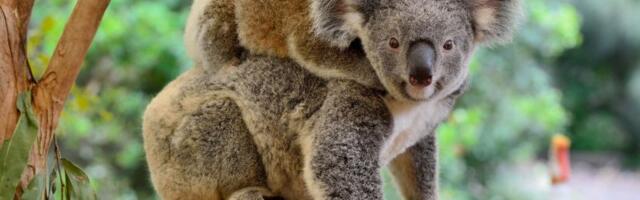 Veliki nacionalni park za koale: Ambiciozan plan Australije za spas čak 12.000 ovih ugroženih životinja