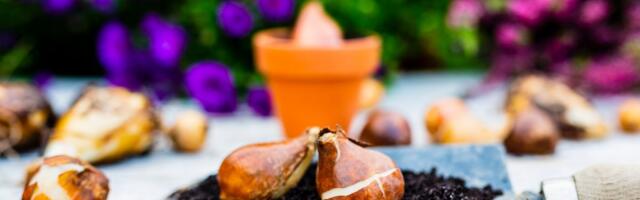 Sunce nas je sve prevarilo: Zašto su lukovice krenule prerano i šta sada da radite da biste ih spasili