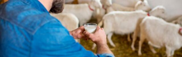 NIJE OTIŠAO U GRAD, VEĆ POSTAO SVOJ GAZDA: Slavko (29) iz Grgurevaca otkrio recept za uspeh: Od čistog ratarstva nema života, EVO ŠTA DONOSI NOVAC!