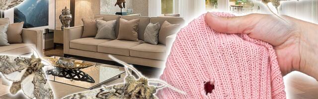 Rupe na džemperima su prvi znak da imate moljce: Od jedne biljke iz vaše kuhinje ove štetočine odmah beže