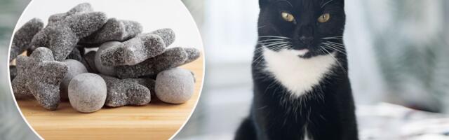 Boja mačjeg krzna nalik SLATKIŠU otkrivena u finskom selu: SALMIAK preti da izazove pravu histeriju u svetu