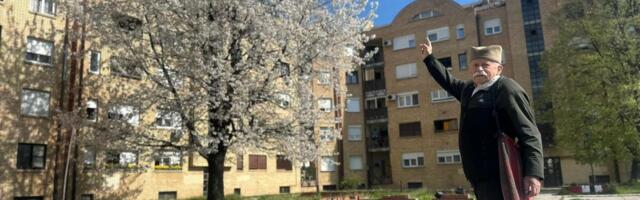 Mirko iz Čačka posadio drvo pre 33 godine: Odužio se prirodi na najlepši način - ponosno stoji ispred gorostasa