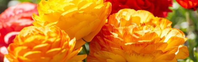 Cvet lepši od ruže! Sadi se u martu, a ako uradite jednu stvar cvetaće tokom cele godine (FOTO)