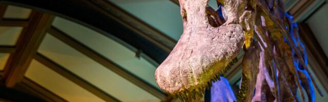 Pronađena prva kost dinosaurusa sa Antarktika: Otkrivena je u fioci posle 41 godine