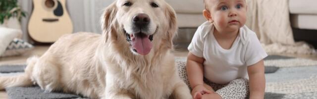 Pas poludeo od sreće kad je video bebu: Reakcija zlatnog retrivera topi srca (VIDEO)