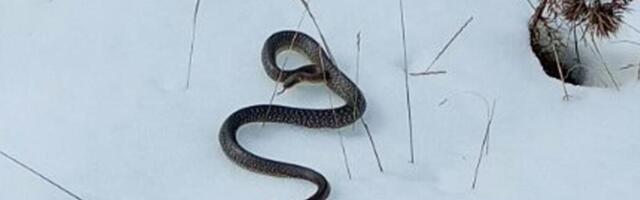 OVU ZMIJU SRBI ZOVU ČUVARKUĆA, IZLAZI SAMO U JEDNOM SLUČAJU: Smrznućete se kada čujete razlog njenog pojavljivanja!