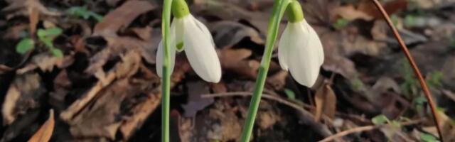 Stigle prve visibabe, proleće je na pragu: Najlepša srpska planina dočekala vesnike omiljenog godišnjeg doba