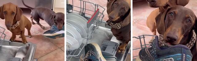 Obuća u sudomašini? Može i to: Jazavičari Doksi i Mosi osvojili 140.000 pratilaca higijenskim podvizima u kući