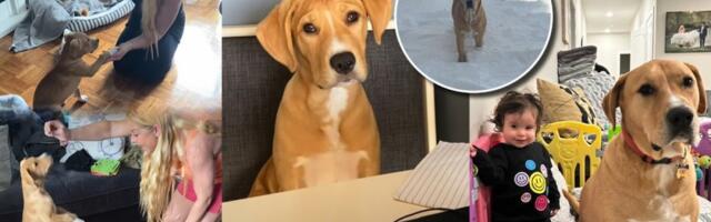 Hteli malog ljubimca, a dobili džina: Čivava izrasla u psa od 43 kilograma - istina ih šokirala (VIDEO)