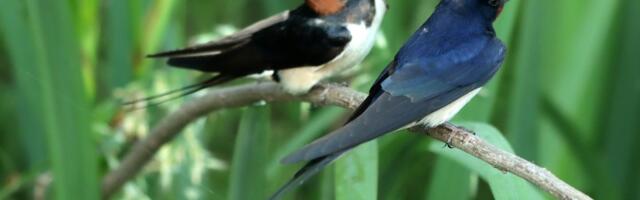 Danas je njihov dan, a one još nisu stigle: Brine podatak da je u celoj Evropi, pa i u Srbiji, sve manje lasta