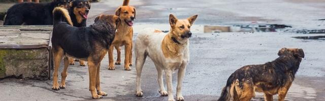 Horor u Nišu: Čopor pasa napao devojku