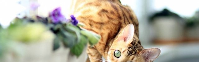 AKO SE LJUBITE SA MAČKOM, niste svesni koliko je to OPASNO!