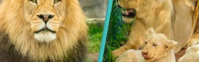 Ne diraj lava dok spava – lekcija koju je čovek iz Gane naučio na teži način