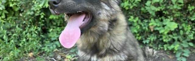 Udomi, ne kupuj: Ima tri meseca i nema nikoga svog – pomozimo Dundi da pronađe dom