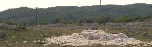 Pešterska vuna nekad u carskim odajama, danas na smetljištu