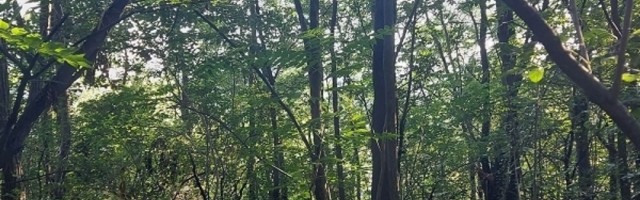 "Mitar je video belog psa, opalio metak i ugledao prah - ubrzo je saznao da mu je sin umro"